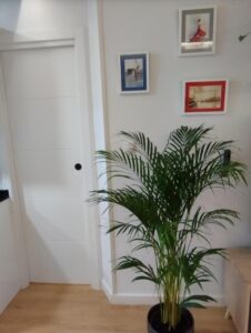 screenshot 20250211 123615 pulse